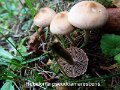 Hebeloma pseudoamarescens-amf2010